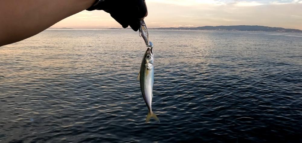 仕事前ショアジギ