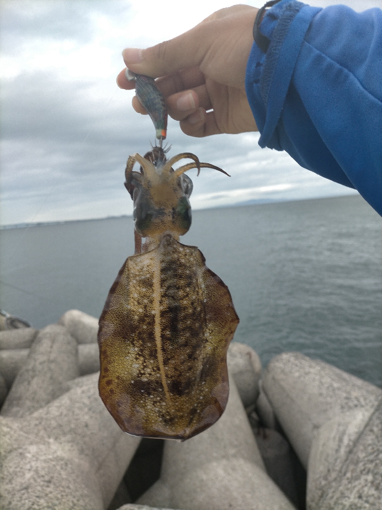 台風前にアオリ8杯