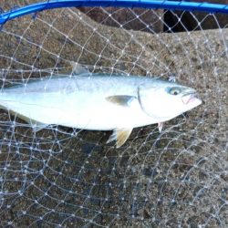 ショアジギング