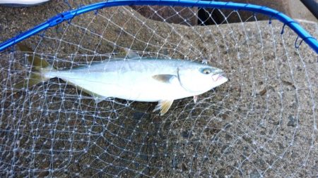 ショアジギング