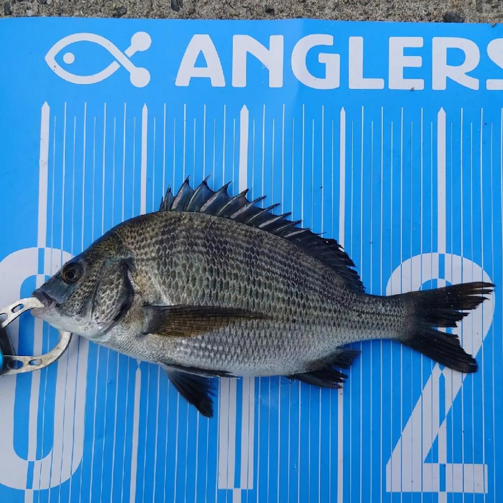 紀州釣りに挑戦