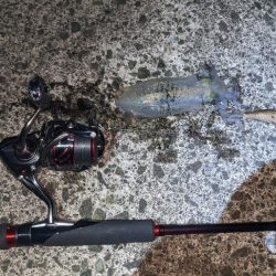 新子アオリイカ調査