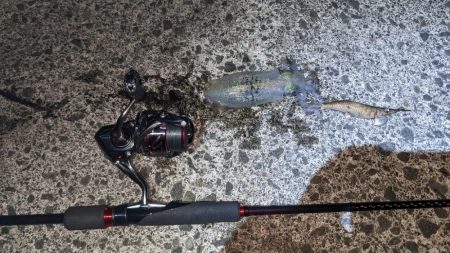 新子アオリイカ調査