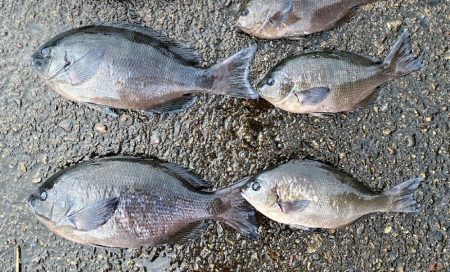 まだまだ夏の磯