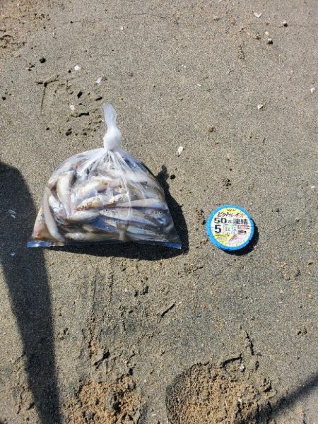 伊勢湾にキス釣り