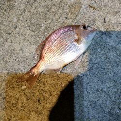 遠征リベンジ(1日目)