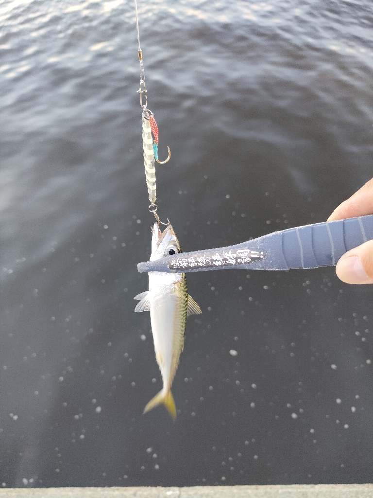 南港はサバだけ