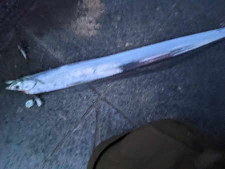 青物狙い不発も日没後、久々のタチウオ！