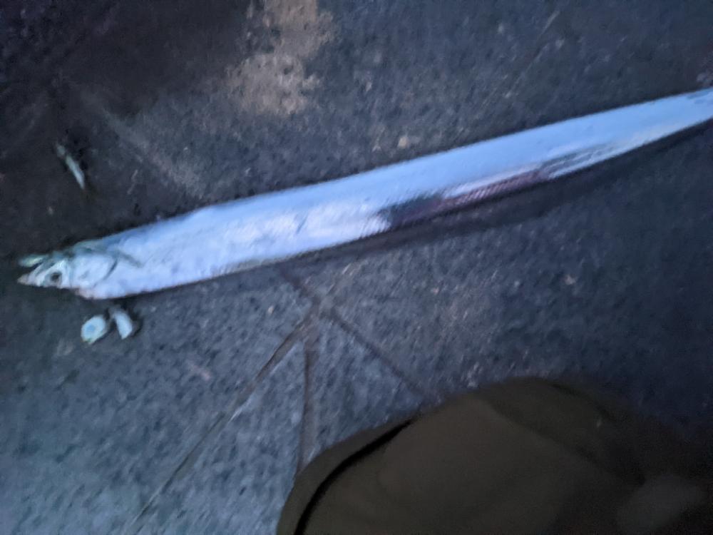 青物狙い不発も日没後、久々のタチウオ！