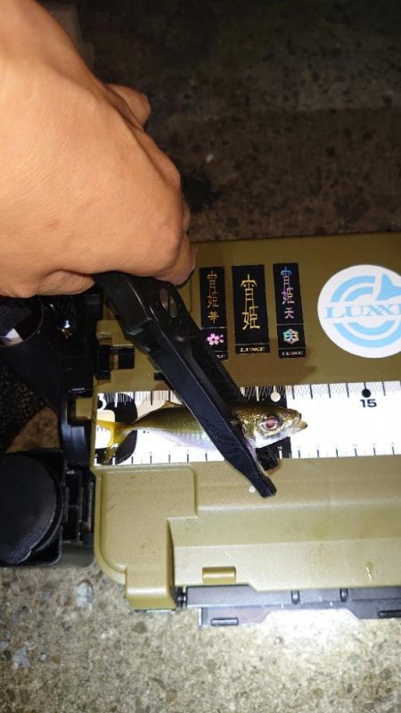 豆アジシーズン長い