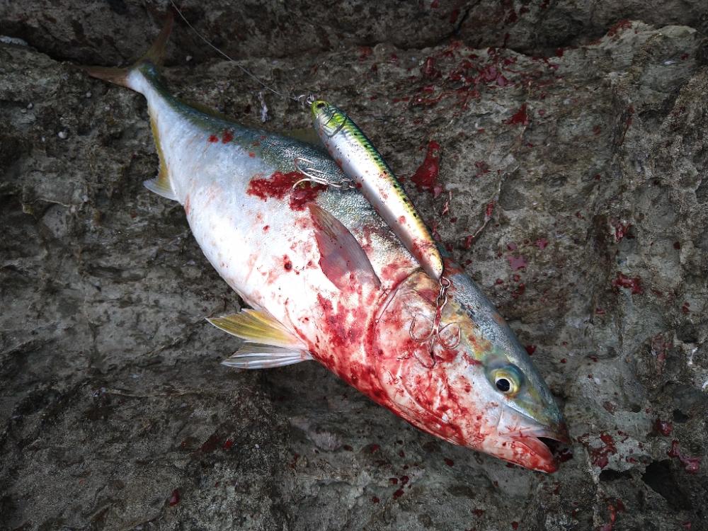 台風後の青物の様子