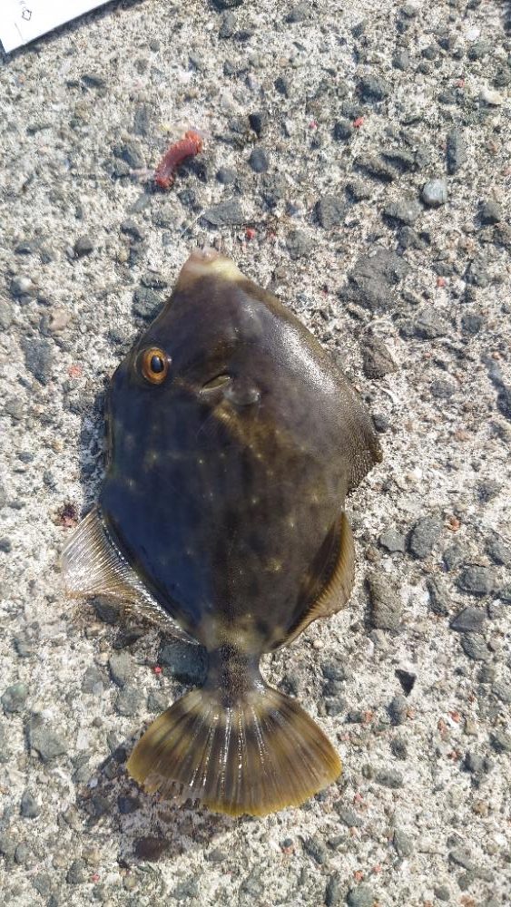 今年初カワハギ