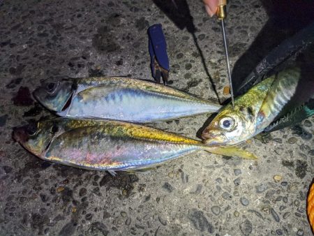 やっと来た！あじ==