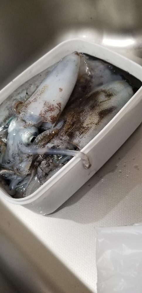 塩津 イカ絶好調