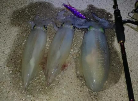 対馬エギング釣果