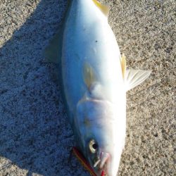 ナブラ打ちでツバス