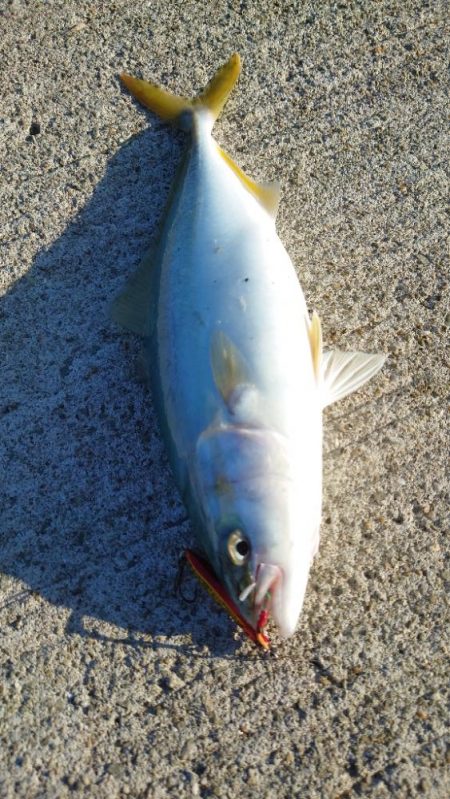 ナブラ打ちでツバス