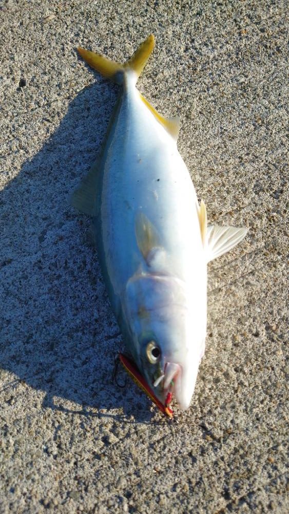 ナブラ打ちでツバス