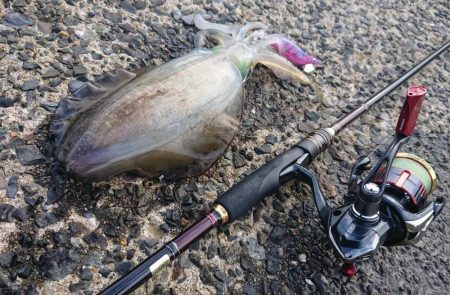 対馬エギング釣果