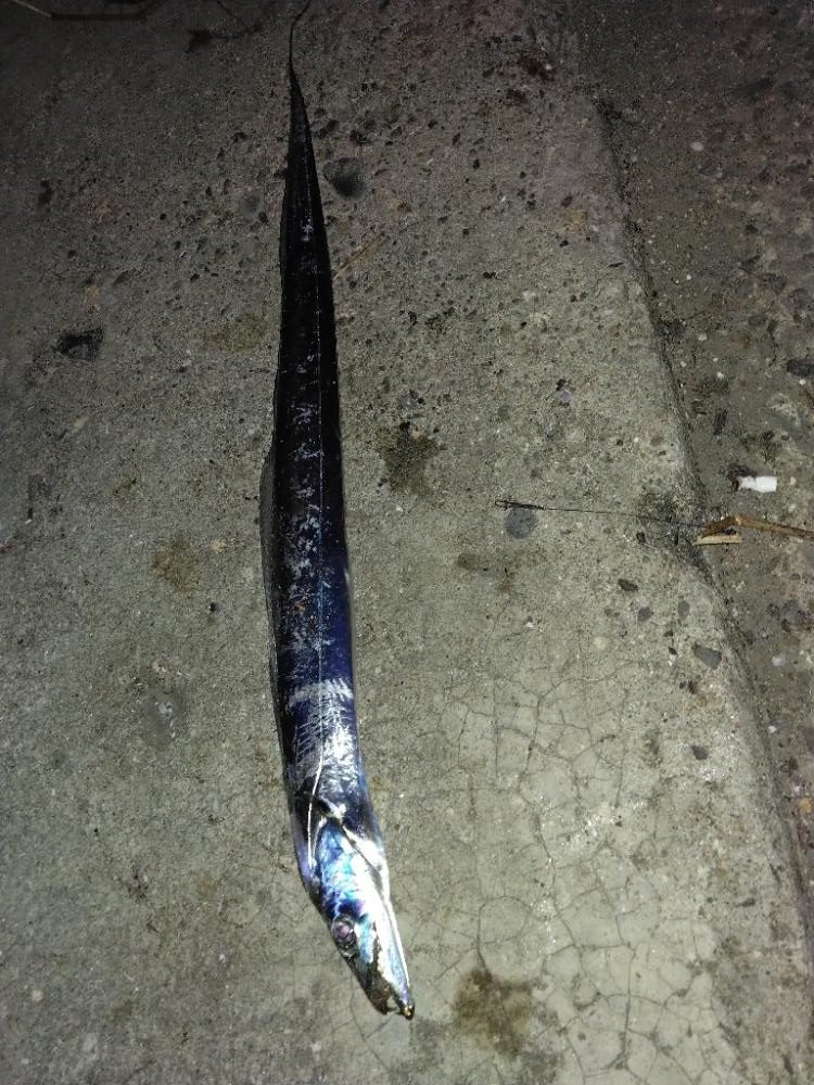 旅行帰りにお土産タチウオ