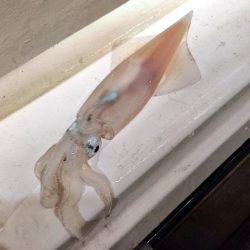 玄界灘イカメタルゲーム