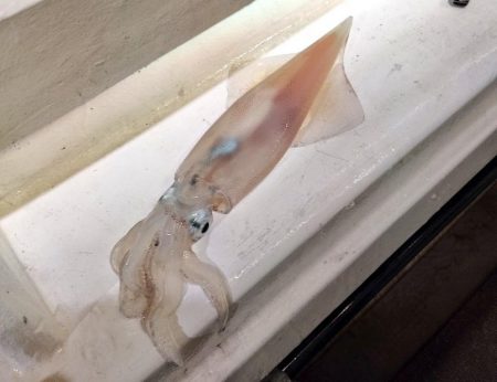 玄界灘イカメタルゲーム