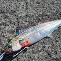 今年初サゴシ～