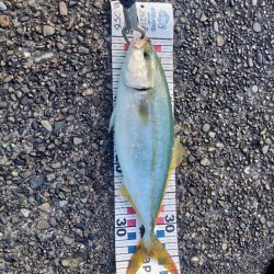 秋シーズン開幕！