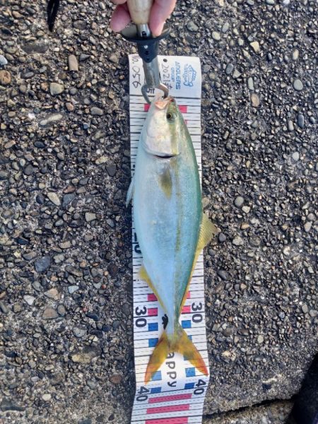 秋シーズン開幕！