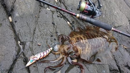 対馬エギング釣果