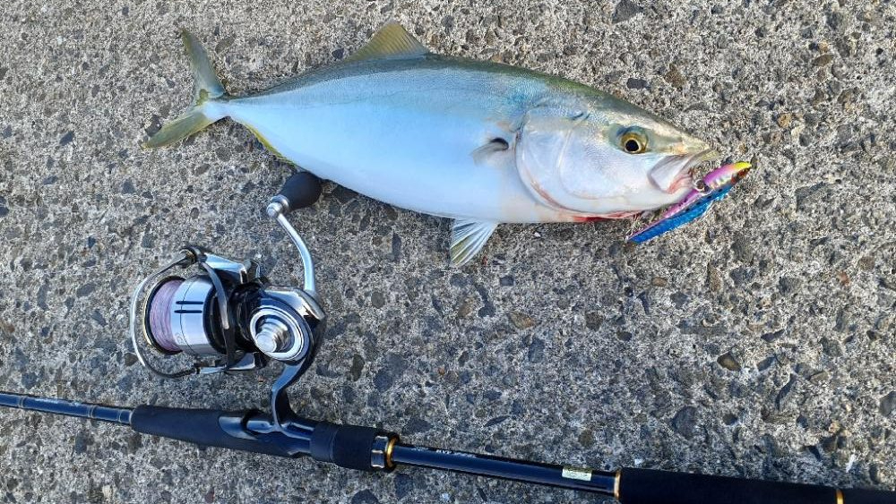 今日は岸和田ベイト凄い数