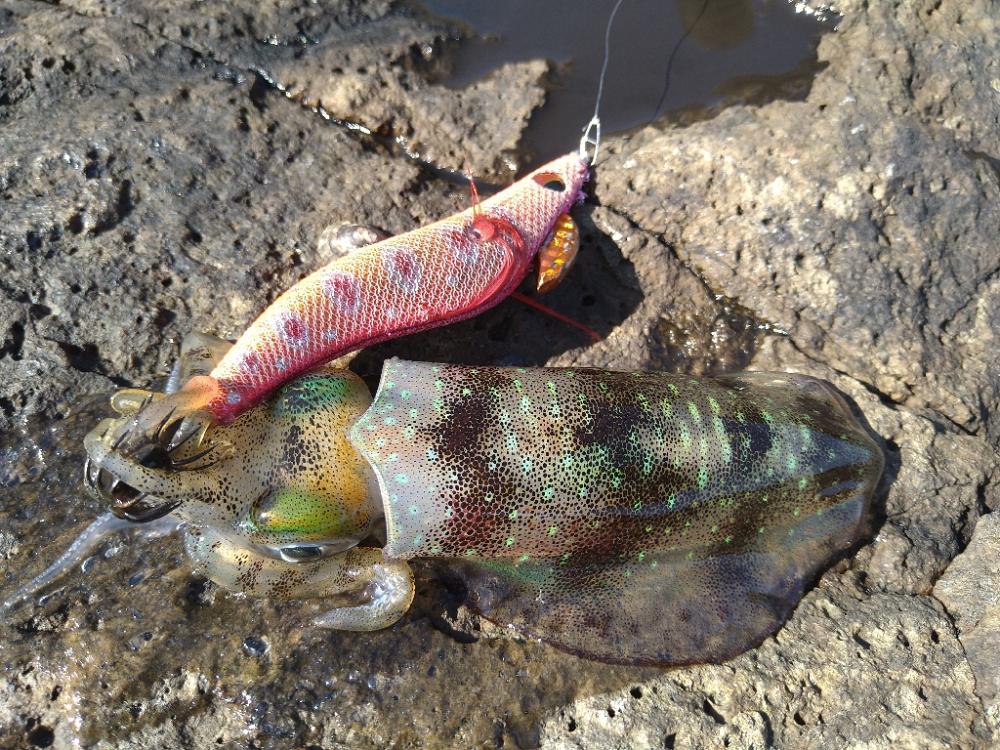 越前地磯で良型連発