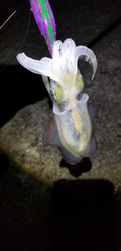 塩津で数釣り。エギング