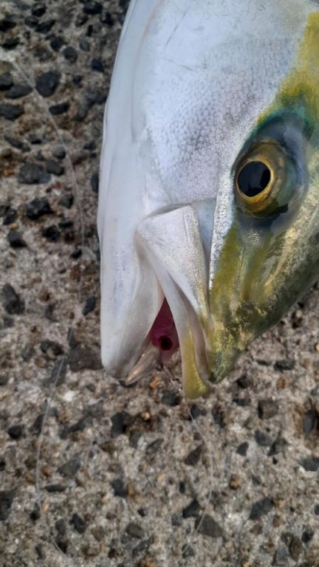 青物好調キープしてます