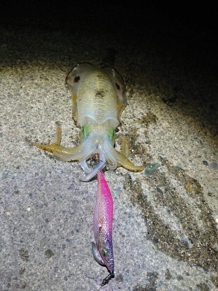 エギング縛り😁