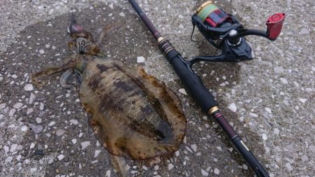 対馬エギング釣果