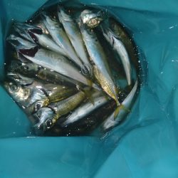 アジ釣り