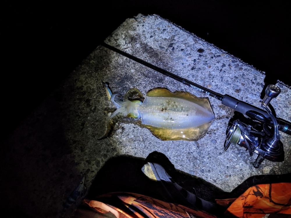 アオリぼっこぼこにいったった(・x・*)