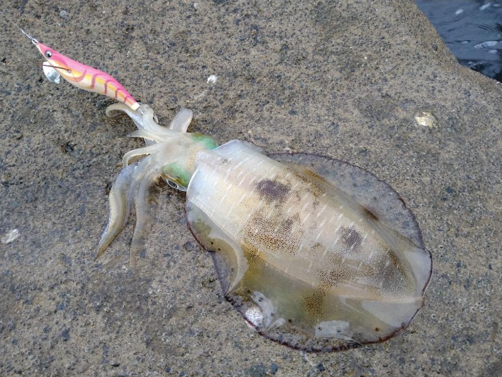 台風後のイカさん達