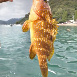 エギングでアコウ!!