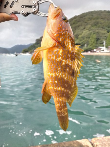 エギングでアコウ!!