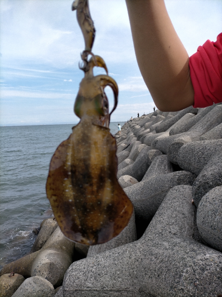 早朝エギングにてアオリ10杯