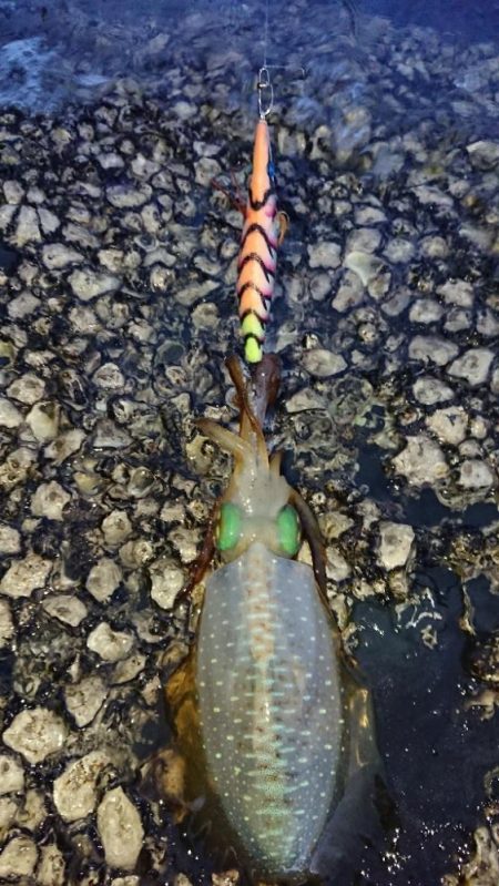対馬エギング釣果