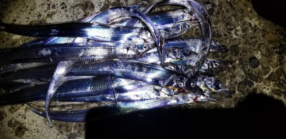 タチウオ大漁でーす！