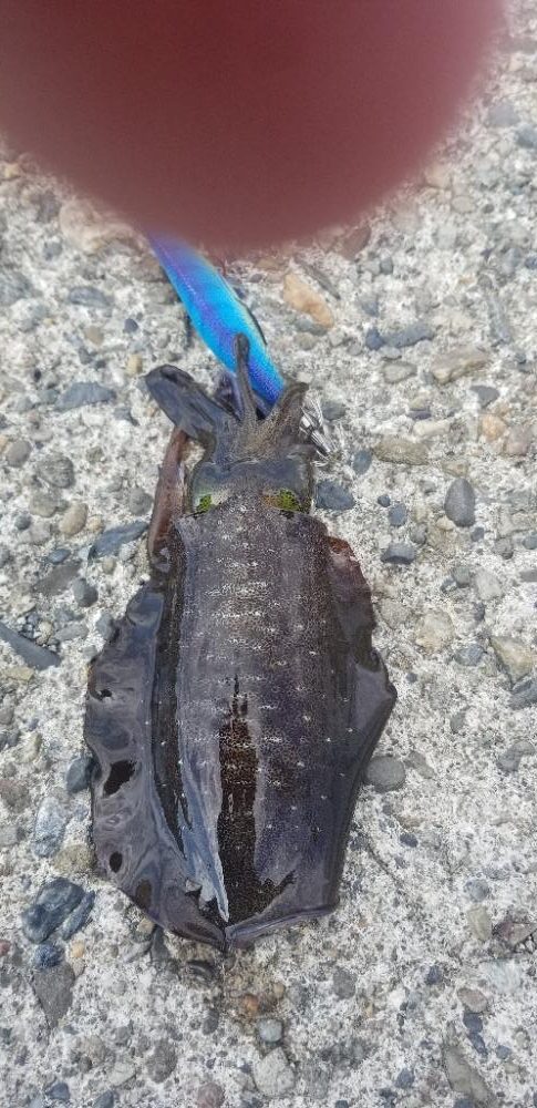 御坊でエギング