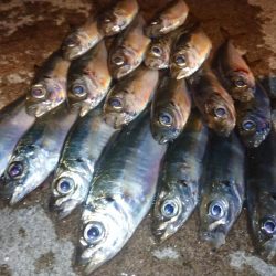 今夜も良い感じ👍