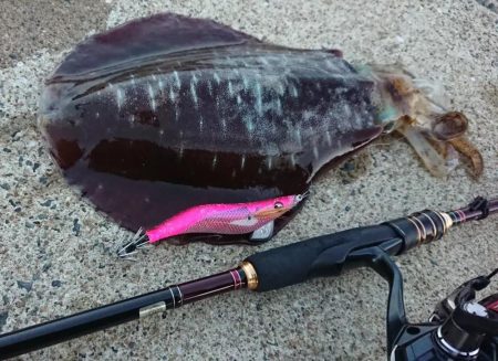 対馬エギング釣果