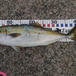 呑ませハマチとカワハギ