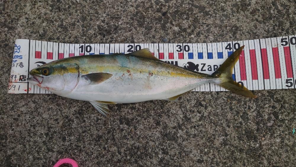 呑ませハマチとカワハギ