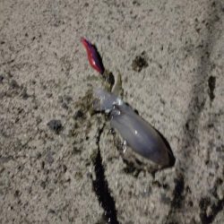 今年初のアオリイカ　　の調査